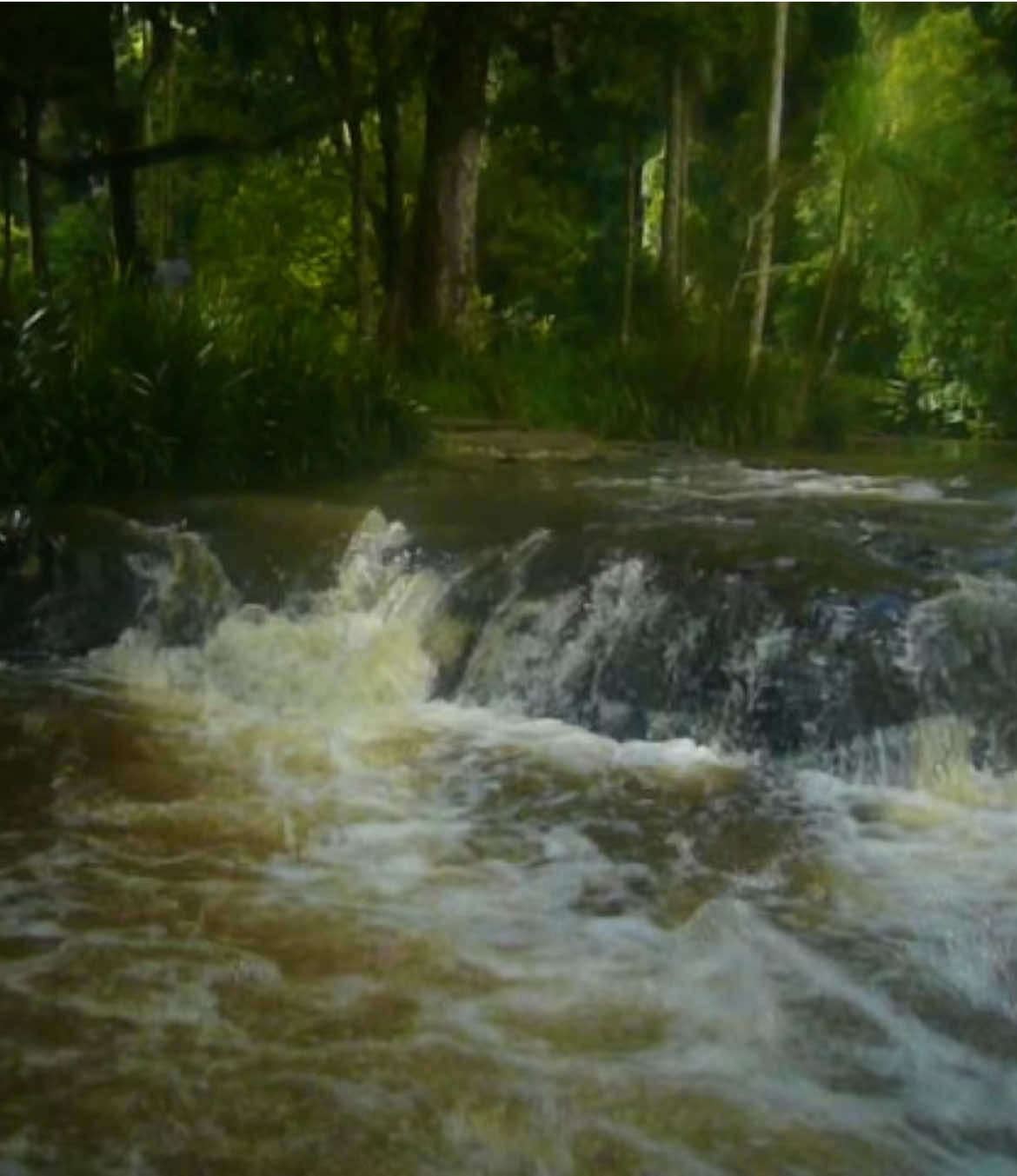 #digicam #digitalcamera #pointandshoot #oldcamera #videodiary #nostalgia #memories #nature #trees #early2000s #river #creek #waterfall 