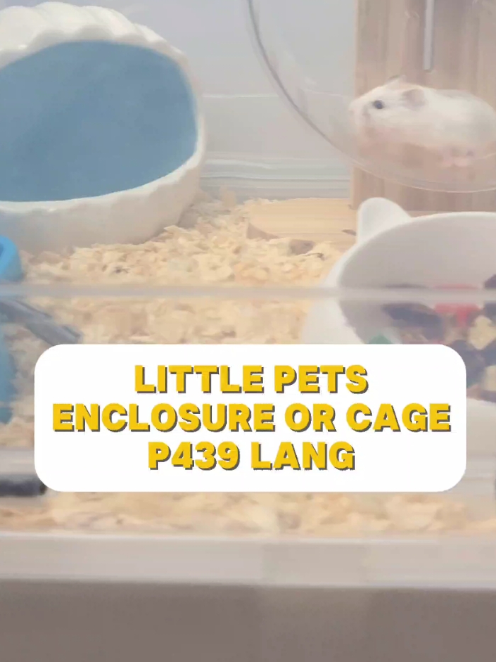 PET ENCLOSURE, PET CAGE, BREEDING BOX, HAMSTER CAGE, HEDGEHOG CAGE AND LITTLE PETS CAGE. Pwede sa Hamster, Hedgehog, Rats, Mice, Gerbils, And other little pets. for just 439 lang po yan. Click the yellow basket guys. San Makakabili ng Hamster? sa Kawaii Tomodachi Pets @Facebook #fyp #PetsOfTikTok #roborovskidwarfhamster #hamsters #foryou #kawaiitomodachipets #syrianhamster #campbellsdwarf #winterwhitehamster #petenclosure #petcage #enclosure #enclosuresetup #cage 
