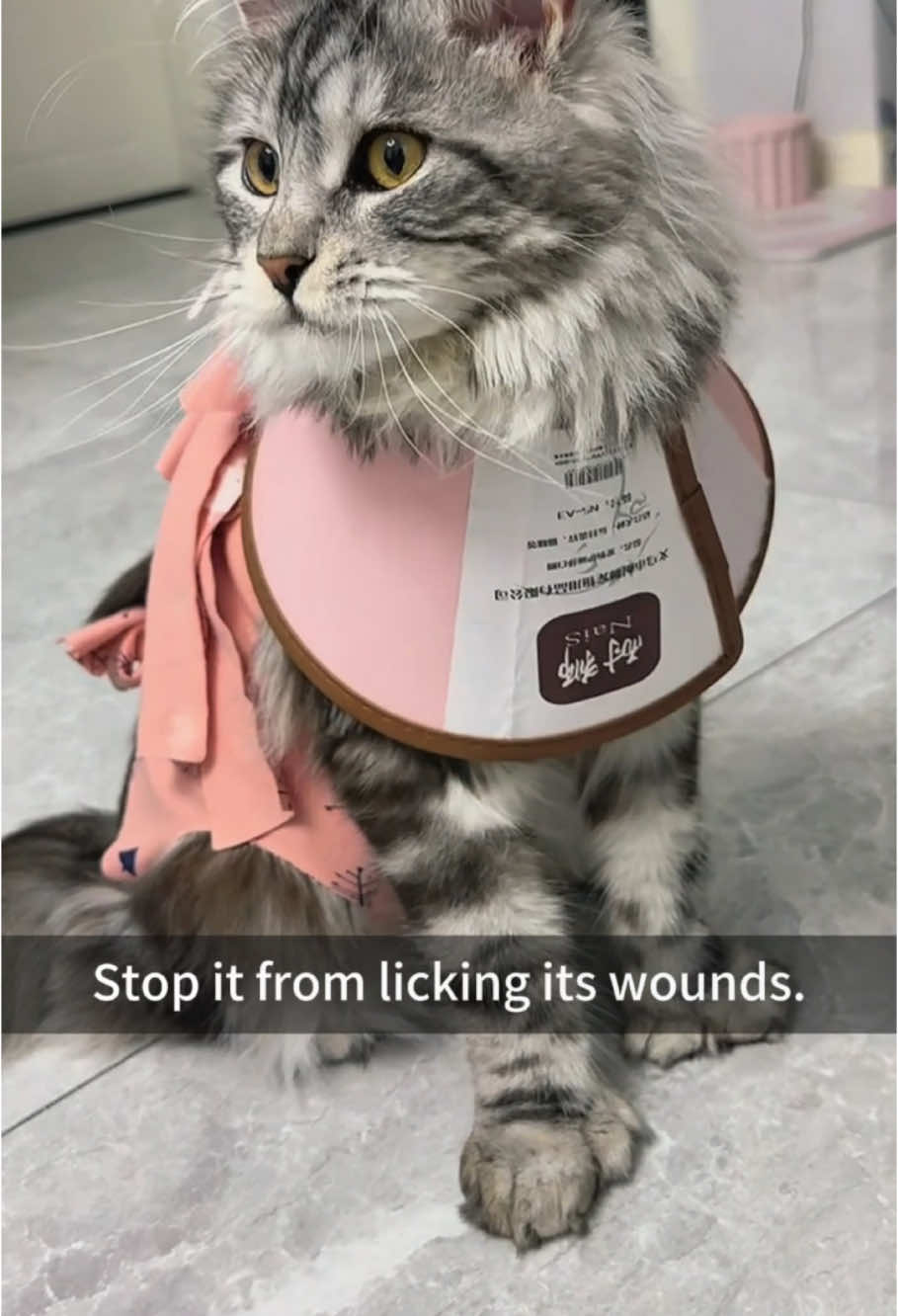 Cat with Elizabethan ring. #cat #cats #catsoftiktok #catlover #cute #funny #funnyvideos #funnycat #funnyvideos #funnyanimals #animals #tiktok #kitty