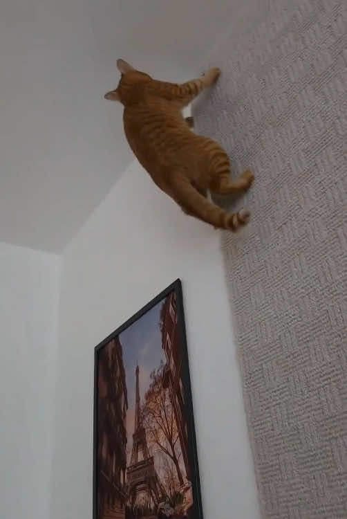 Parkour cat#cat #fyp #funnycat 