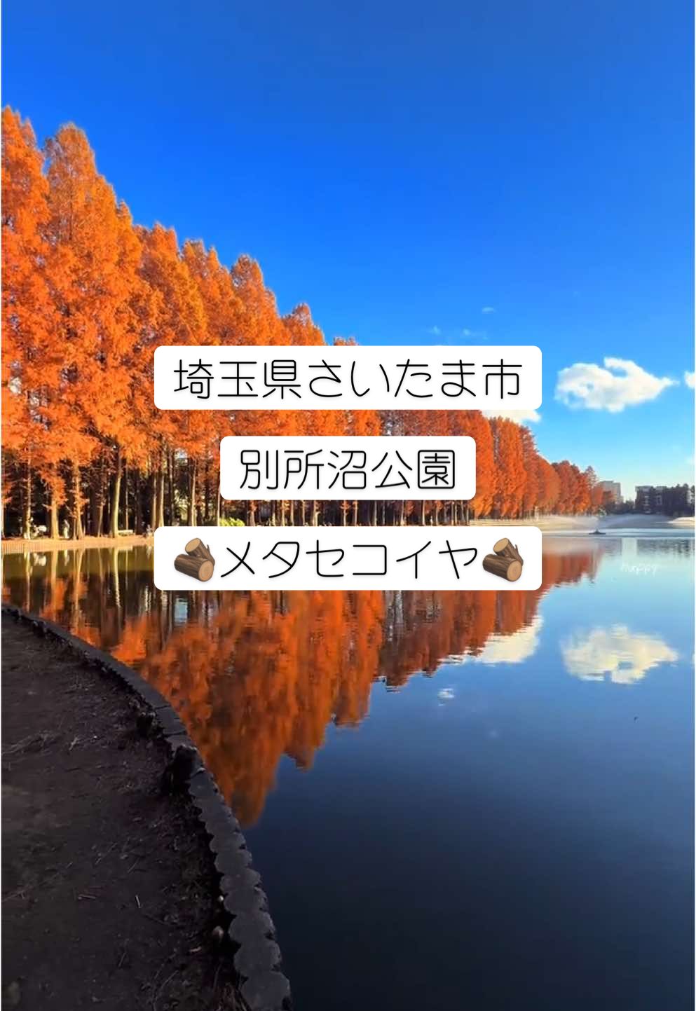 🍁都心からすぐ🍁 埼玉にもこんなに綺麗なメタセコイヤの紅葉が見れるところがある🪵 別所沼公園 埼玉県さいたま市南区別所4-12 埼京線中浦和駅から徒歩6分 閑静な住宅街に突如！素敵な水辺が✨ おしゃれなカフェやベンチもあるのでゆっくり出来ます☕️ 2024.12.06 #紅葉#2024 #japan #埼玉 #絶景#絶景スポット