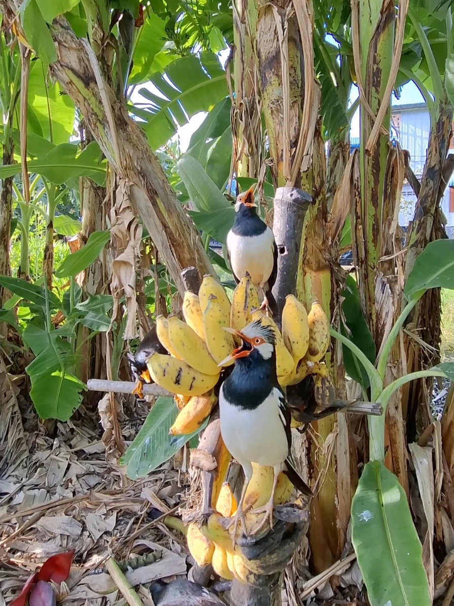 นกเอี้ยงด่าง (Asian Pied Starling)