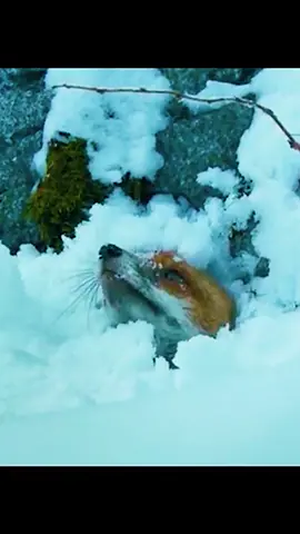 #animalsworld #wildlife #foryoupage❤️❤️ #eagles 