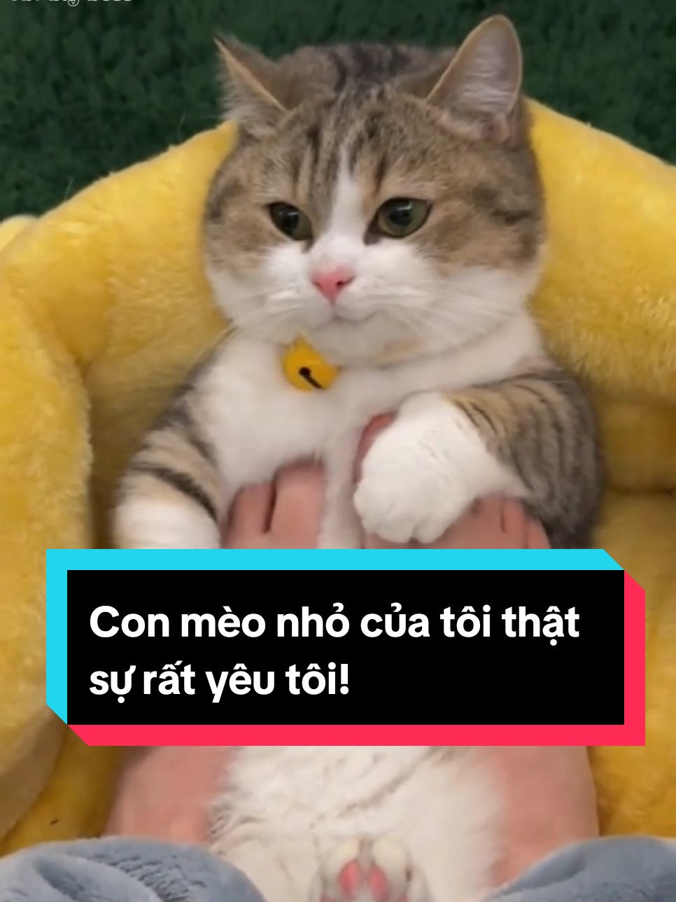 Con mèo nhỏ của tôi thật sự rất yêu tôi! #mèo #meow #mèocon #dễthương #đángyêu #xuhuong #trending #thinhhanh 