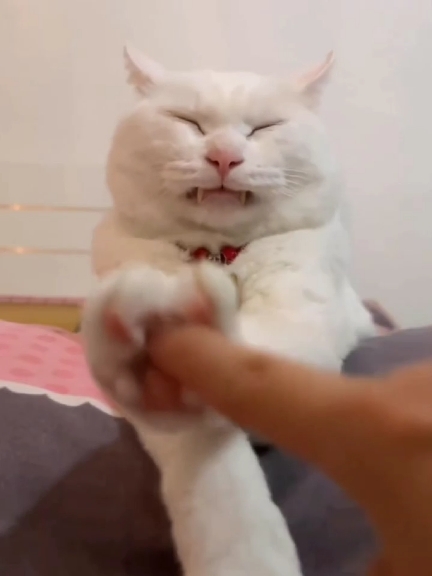 funny cat🤣#catsoftiktok #cat #cutecat #funnyvedio #foryou 