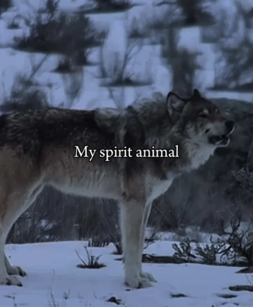 My spirit animal🐺                                     #viral #wolf #wolfedit #foryou #fypシ゚ #spiritanimal #wolves #wolvesedits #wolvespack🐺 #sigma 