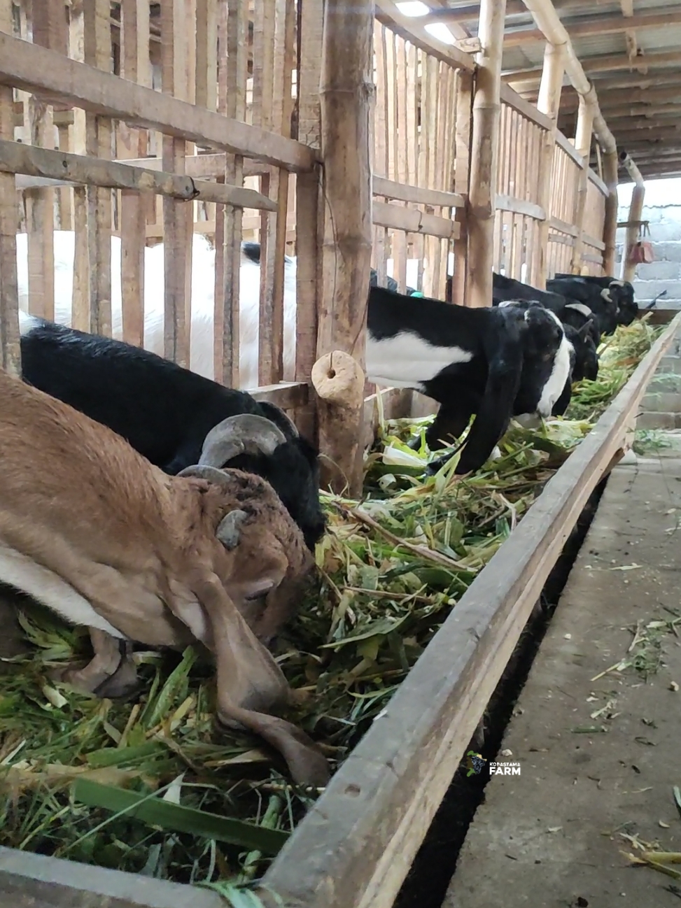 Sarapan tebon jagung Best 🌽🧑‍🌾 #fyp #breeding #peternak #kambingetawa #kopastamafarm #kambing #etawakaligesing #SusuMyEtawa #susukambingetawa 