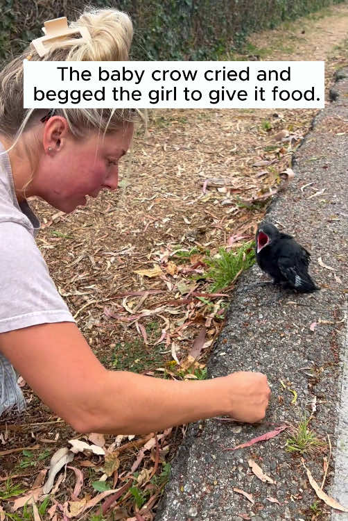 Rescue a baby crow #rescue #rescueanimals #animalsoftiktok #animal #fyp #crow #rescuecrow 