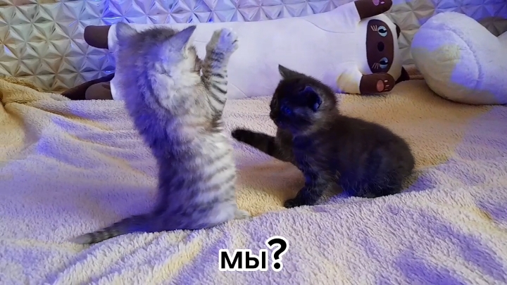 мы? #fyp #рекомендации #котики #милота #любовь 