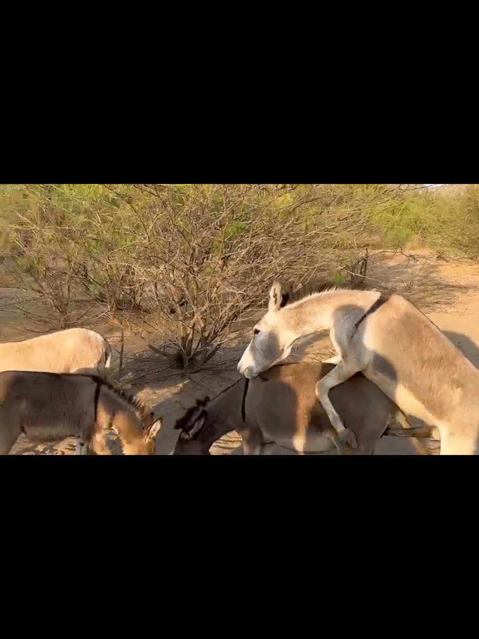 white donkey and black female donkey meeting in village #fypシ #viralvideo #meeting #donkey 