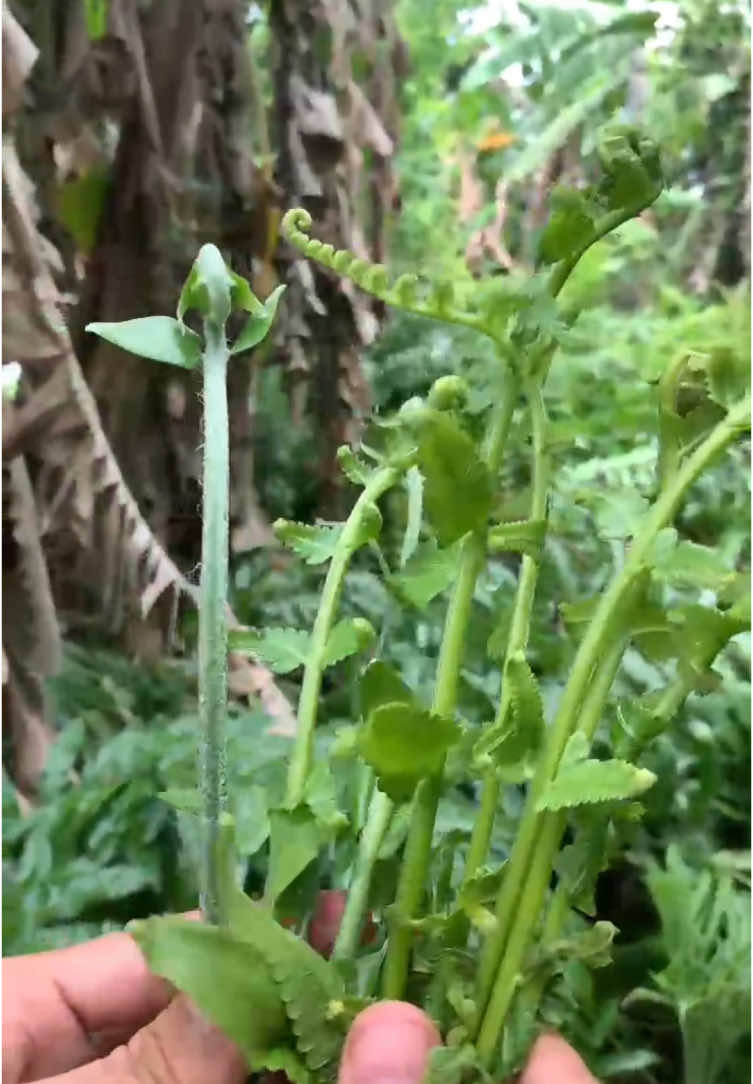 Bedakan 2 jenis pakis dapat di konsumsi dan tidak dapat di konsumsi #pakis #vegetables 