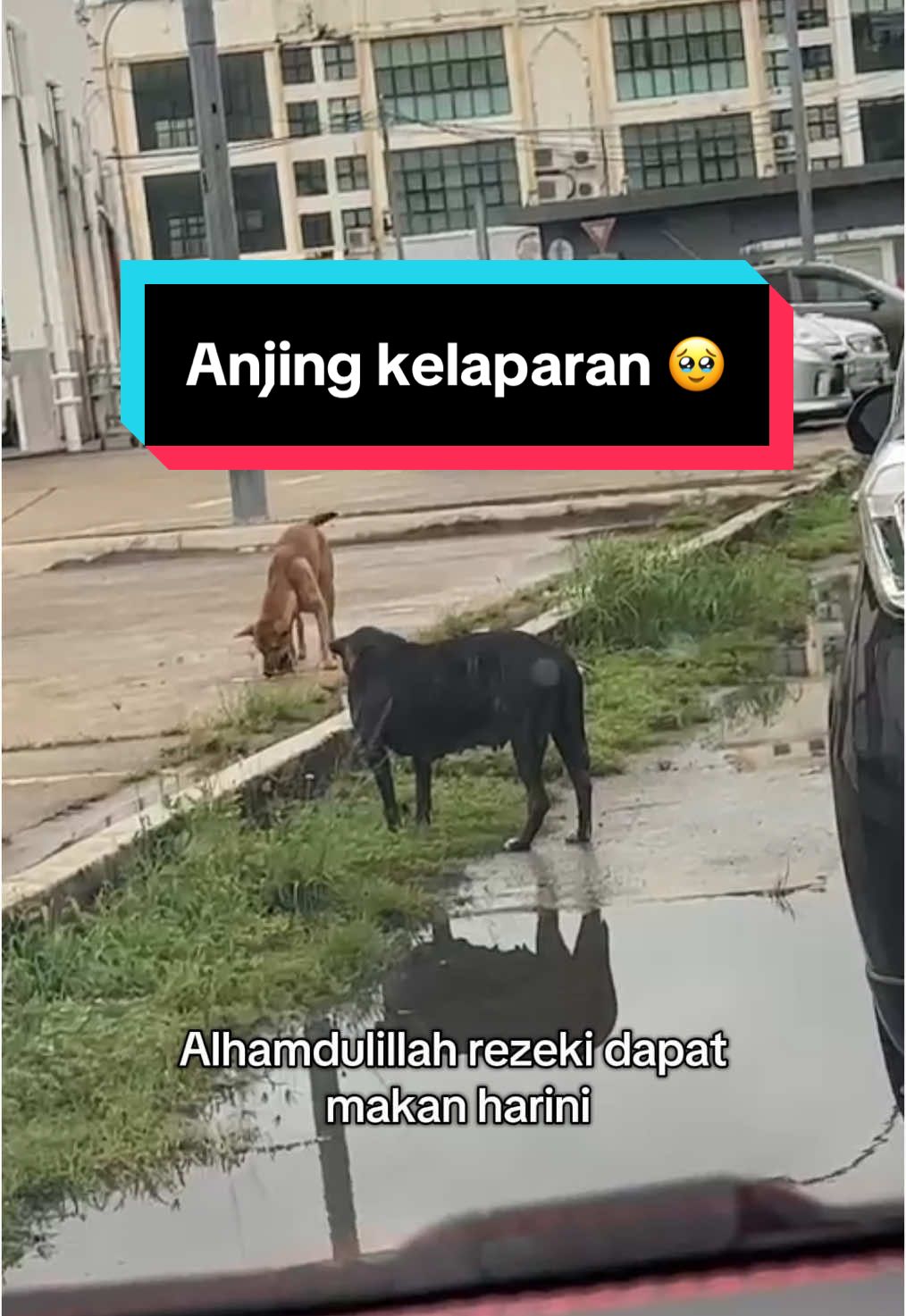 Tak salah berbuat baik sesama makhluk #animallovers #dogs #dogfortiktok #fyp 🐕