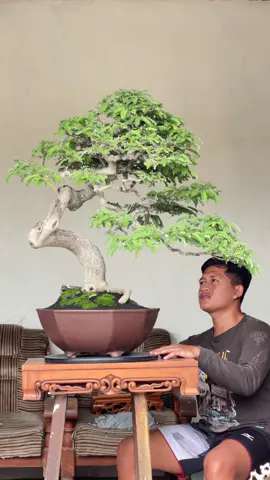 bonsai asem jadi silahkan yg berminat bisa langsung di wa saja 🤩#bonsai #santigi #bonsaiasem #asem #bonsaiasemjawa #bonsaisantigiindonesia #bonsaiantingputri #ppbi #bonsaithemax #bonsaiindonesia #bonsaiinspirasi #bonsaibali #sancang #premnamicrophylla #bonsaianput #bonsaijapan #bonsaijakarta #sianci #bonsaisisir #bonsaikontes #bonsaijawatimur #sakabonsai 