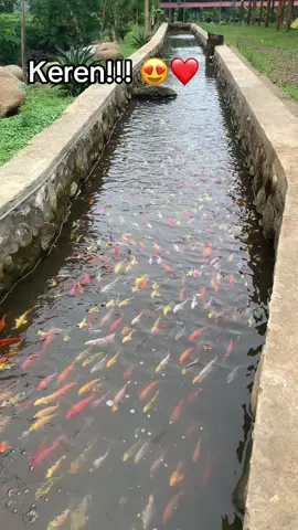 Ga Nyangka, Ternyata Wisata Kampung Ikan Di Tanjungsiang senyaman ini…😍