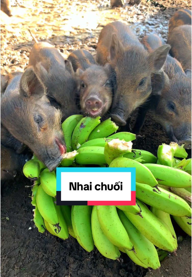 Những cổ máy nhai chuối nhà e. #mnfarm86 #heo #nuoiheorung #heorunglai #heorung #mukbang #chuối #wildboar #lonrung #nuoiheo 