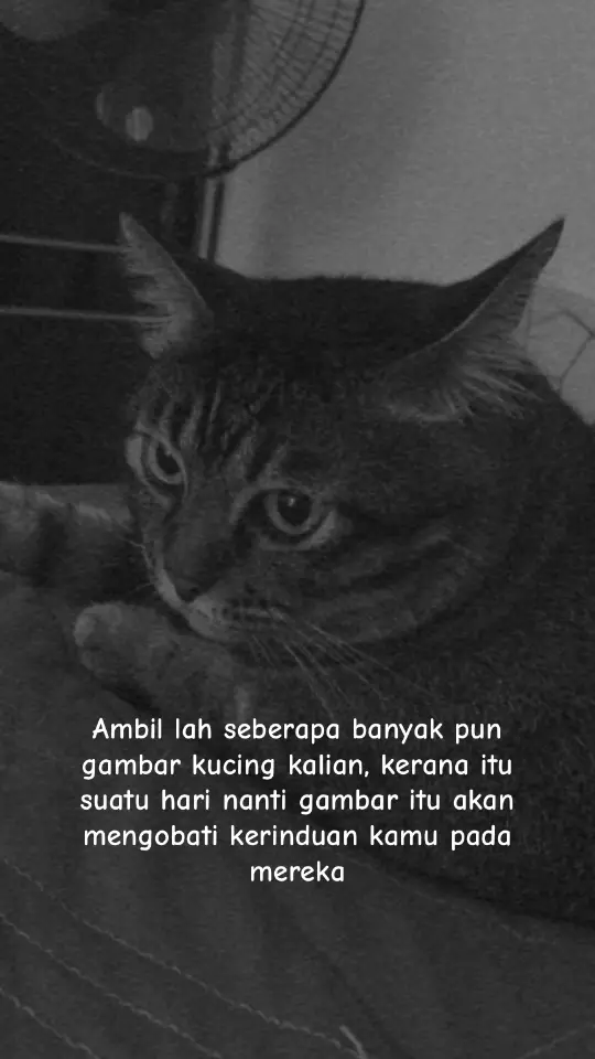 #kucing #cat #meow #cattiktok #kucinglucu #kucinggemoy #catlovers #kucingku #catsoftiktok #catlovers #catsoftiktok #kucingoren