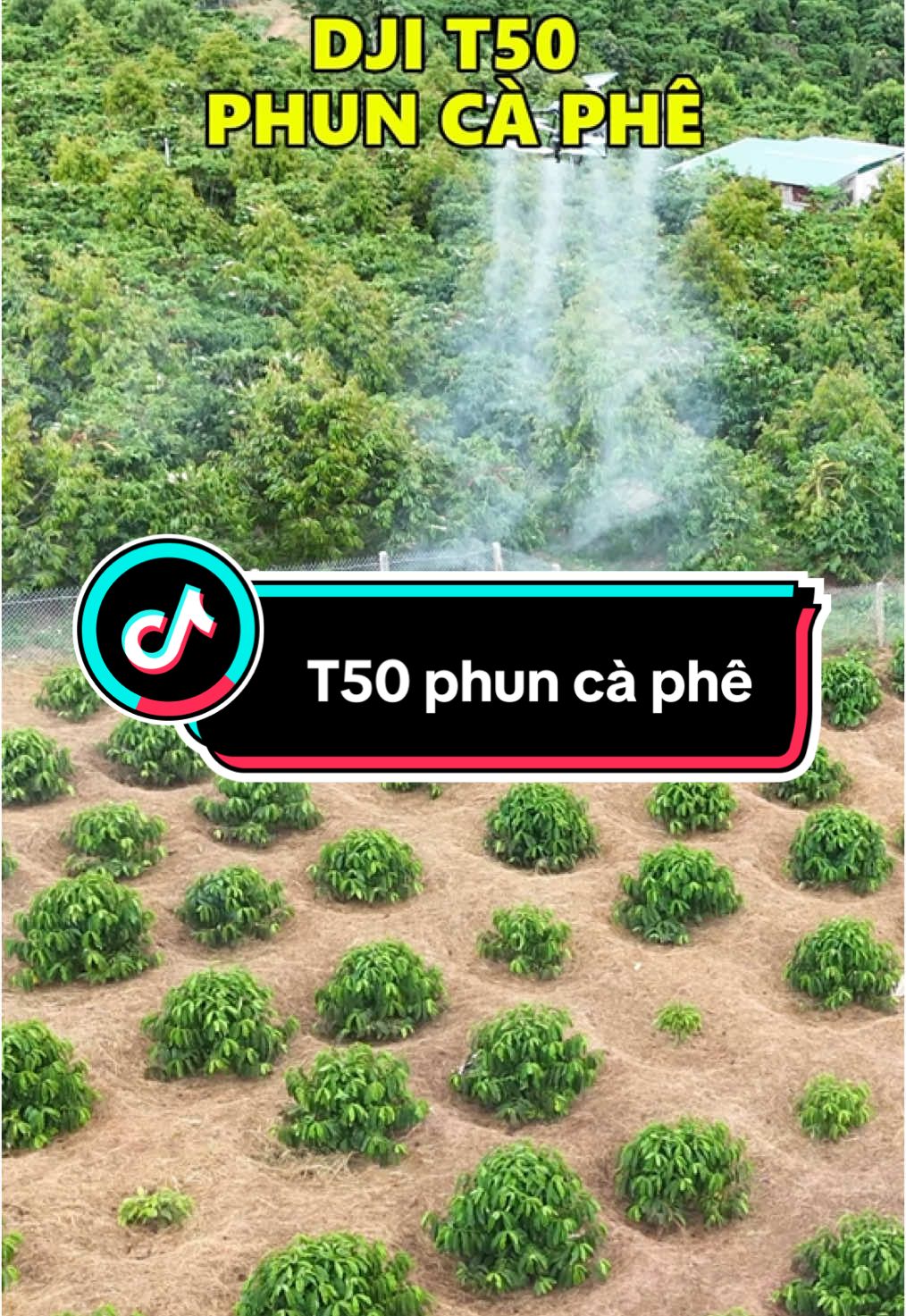 T50 phun cà phê không chỗ chê😁 #canhdieuviet #maybayphunthuoc #maybaynongnghiep #maybayphunsaurieng #yeucongnghe #djit50 #drone #saurieng #dji 