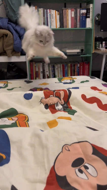 Curious kitty🤣🤣#cat #cats #cutecat #catsoftik #fyp #funny #foryoupage #funnyvideos #funnytiktok #funnyanimals #foryou #funnycat #kitty 