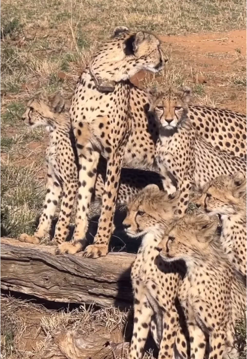 Awww … Mama Cheetah and her 5 beautiful cubs 🥰🥰🥰🥰 #nature #wildlife #gamedrive #safari #elleafricasafaris #elleafricasafari #africanwildlife #cheetah 