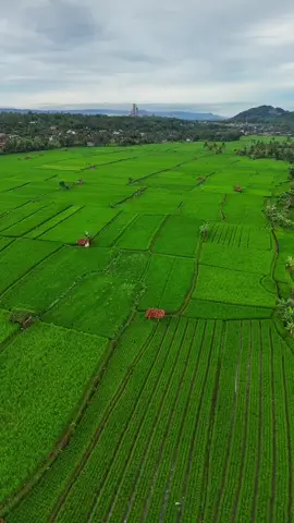 hamparan sawah yang luas diperbatasan kota dan kabupaten sukabumi  📌 Lembursitu - Sukabumi #kampung #sunda #sawah #potretpilemburan #desa #gununng #sukabumi #sukabumihits #sukabumijawabarat #sukabumiexplore #jawabarat #viral #fyp 