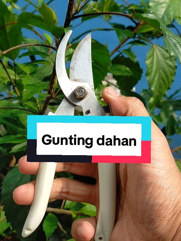 Motong dahan ranting gak pake ribet#guntingranting#alatberkebun#hobi#tanamanhias 