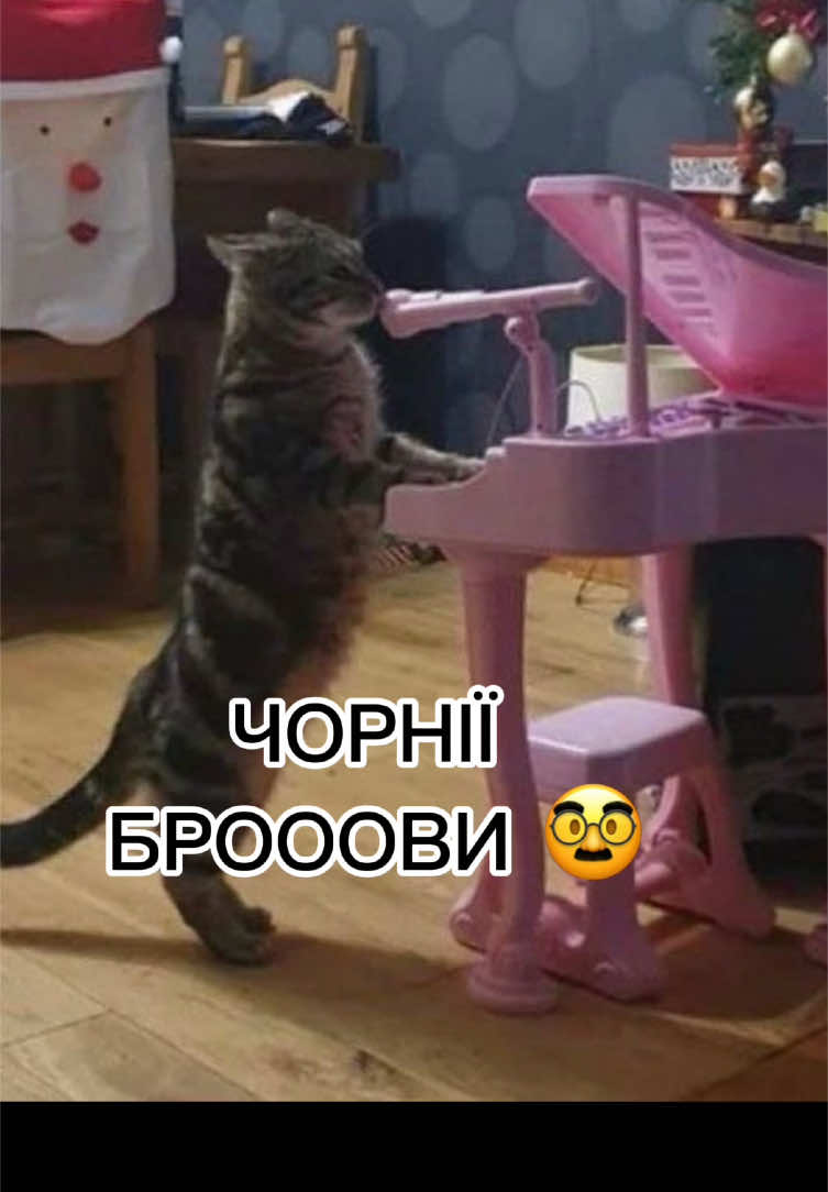 Почули? #fyp #кіт #кітнепригай #catsoftiktok 