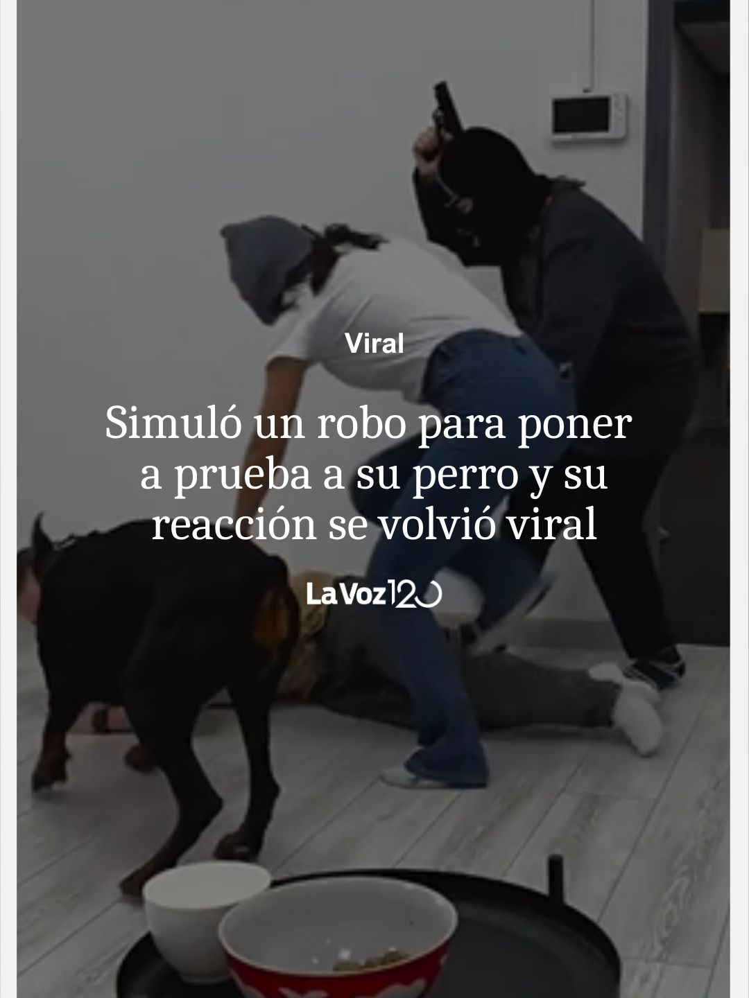 A FIRULAIS LE IMPORTÓ MÁS LA COMIDA🫣🤣 📲🐶Un usuario de X compartió el video de una situación que se volvió #viral. Para ver qué tan guardián era su perro, simuló un robo y su reacción hizo reír a todos.