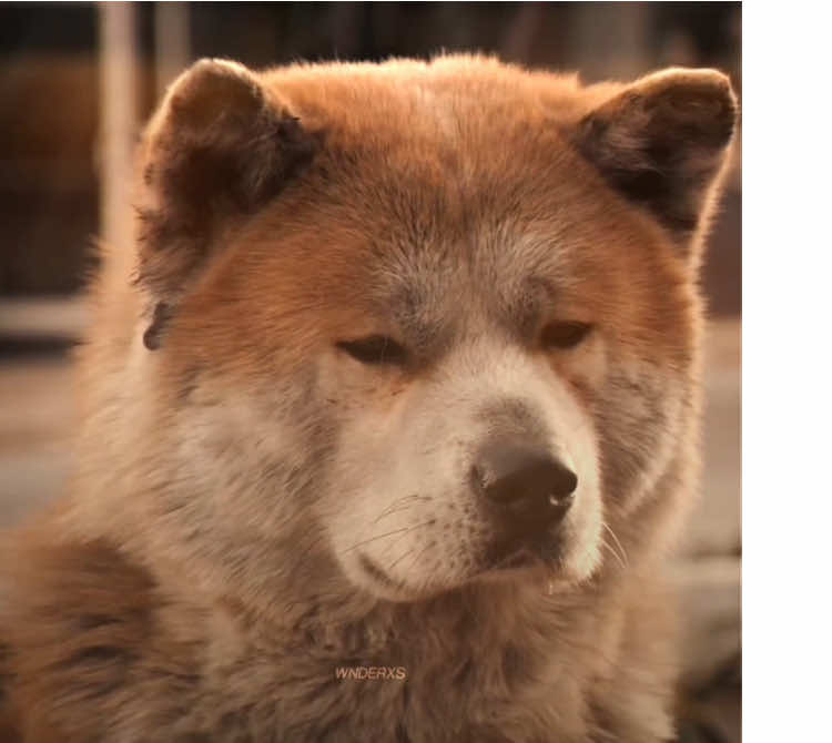 the saddest movie in the world #adogstale #dog #hachi #hachikoadogsstory #movie #edit #fyp 