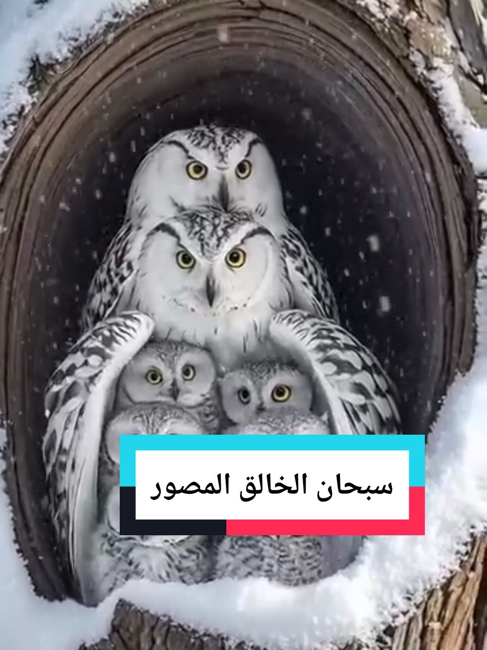 owl beauty 3 Of The December ترند ترند في سنة 2025 ترند This December  #owl #owlhouse #fyp #viral_video #creatorsearchinsights #goviral #explore #اكسبلور #بومة @Liverpool FC 