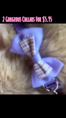 #tiktokshopholidayhaul #petcollar #plaidbowcollar #collar #pets #PetsOfTikTok #catcollar #dogcollar #adjustablepetcollar #fyf #fyp #foryou #foryoupage #deal #sale 