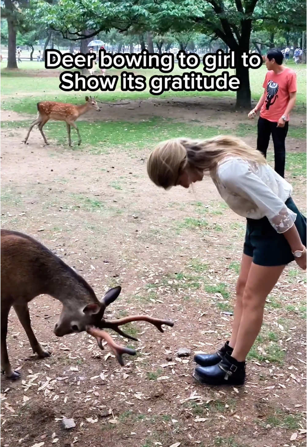 Wholesome Animal Moments ❤️ #animals #deer #monkey #wholesome #touching #hopecore #feelgood 