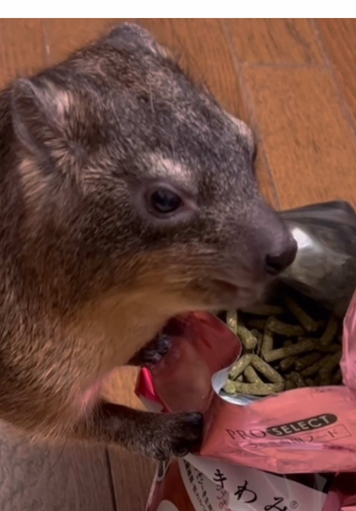 All the beast needs is food and gentle petting. Livin la vida Awawa. #hyrax #hyraxcore #awawa #rockhyrax #sleep #eating