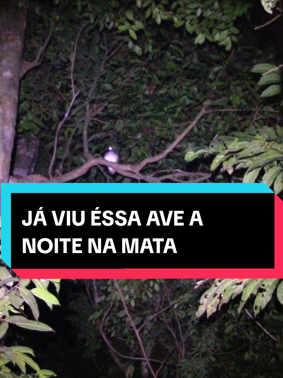 ESSA AVE É MUITO RARO DE SE VER AINDA MAIS A NOITE #faunabrasileira #animaisselvagens #aves #macuco #tinamusmajor #macucocabeçavermelha 