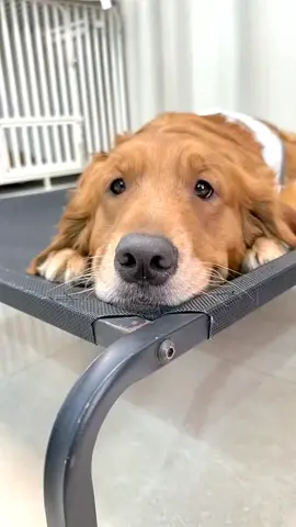 #fyp #dog #goldenretriever 