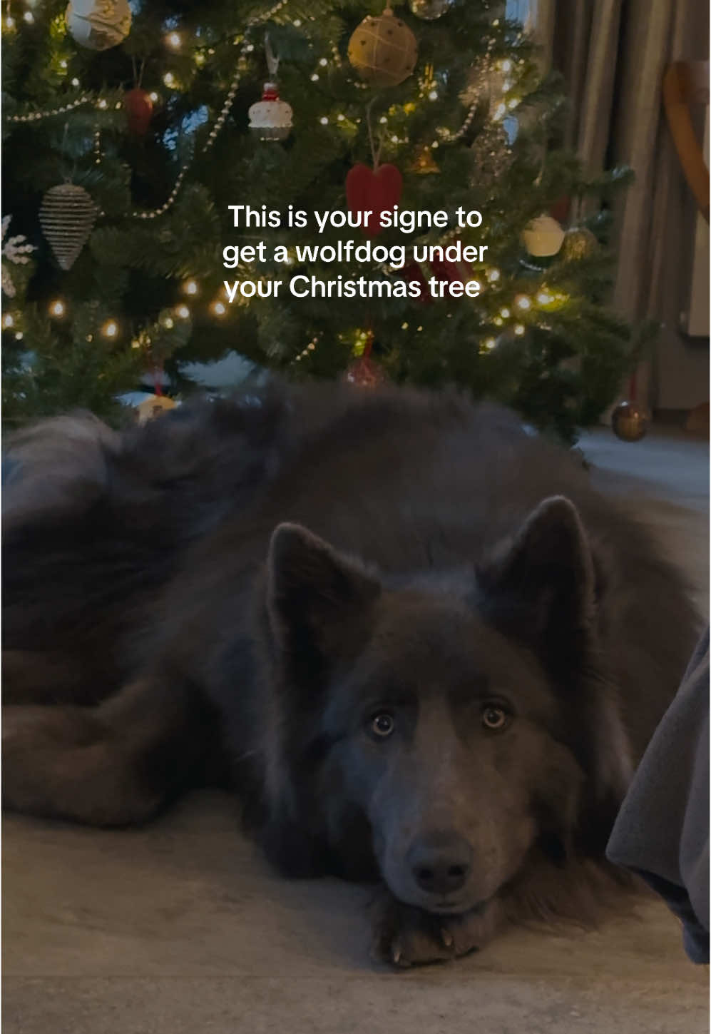 the perfect everyday gift ❤️ #nordictimber #wolfdog #wolf #dog #puppy #christmas #trend #fyp #twilight #CapCut #jacoblack 