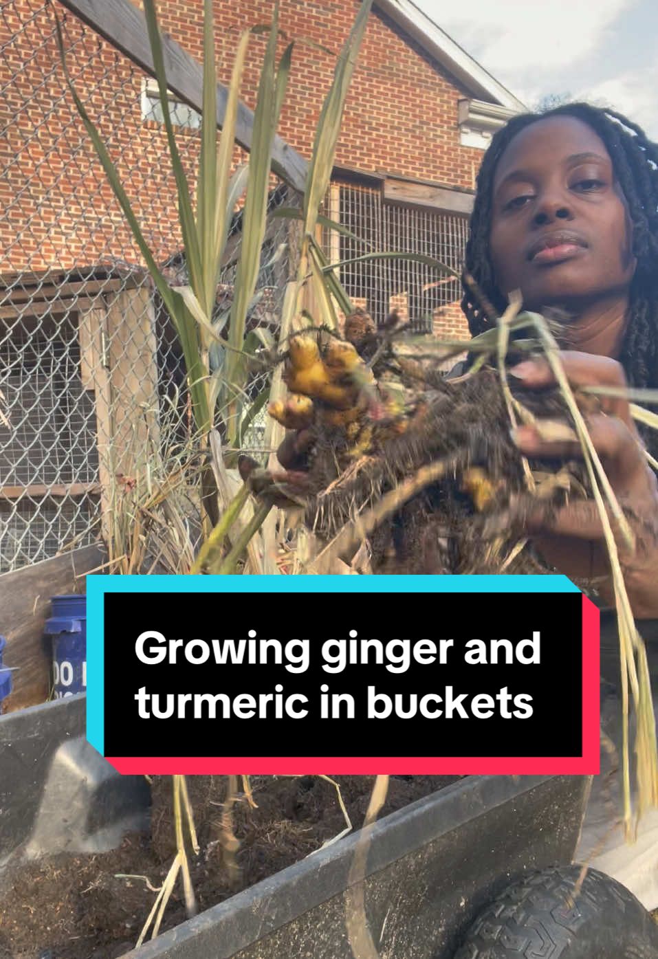 One of the easiest things to grow is ginger and turmeric!! Plant it in a bucket and let it go!  #garden #gardening #homegrown #harvest #food #organic #organicgardening #organicgarden #gardens #gardening101 #gardeningtips #gardeningtiktok #gardenersoftiktok #gardeners #BlackTikTok #locs #locsoftiktok #blacktiktokcommunity #usa #veteran #veterans #veteransoftiktok #browngirl #browngirls #blackgirlmagic #blackgirl #usa_tiktok #usa🇺🇸 #charlotte #northcarolina #viral #viraltiktok #homestead #homesteading #homesteadtoktok #viral #viralvideotiktok #vibes #locs #natural #locstylesforwomen #nature #ginger #food #grow #harvest #citylife #citygarden #fyp #fypシ #fypシ゚viral 