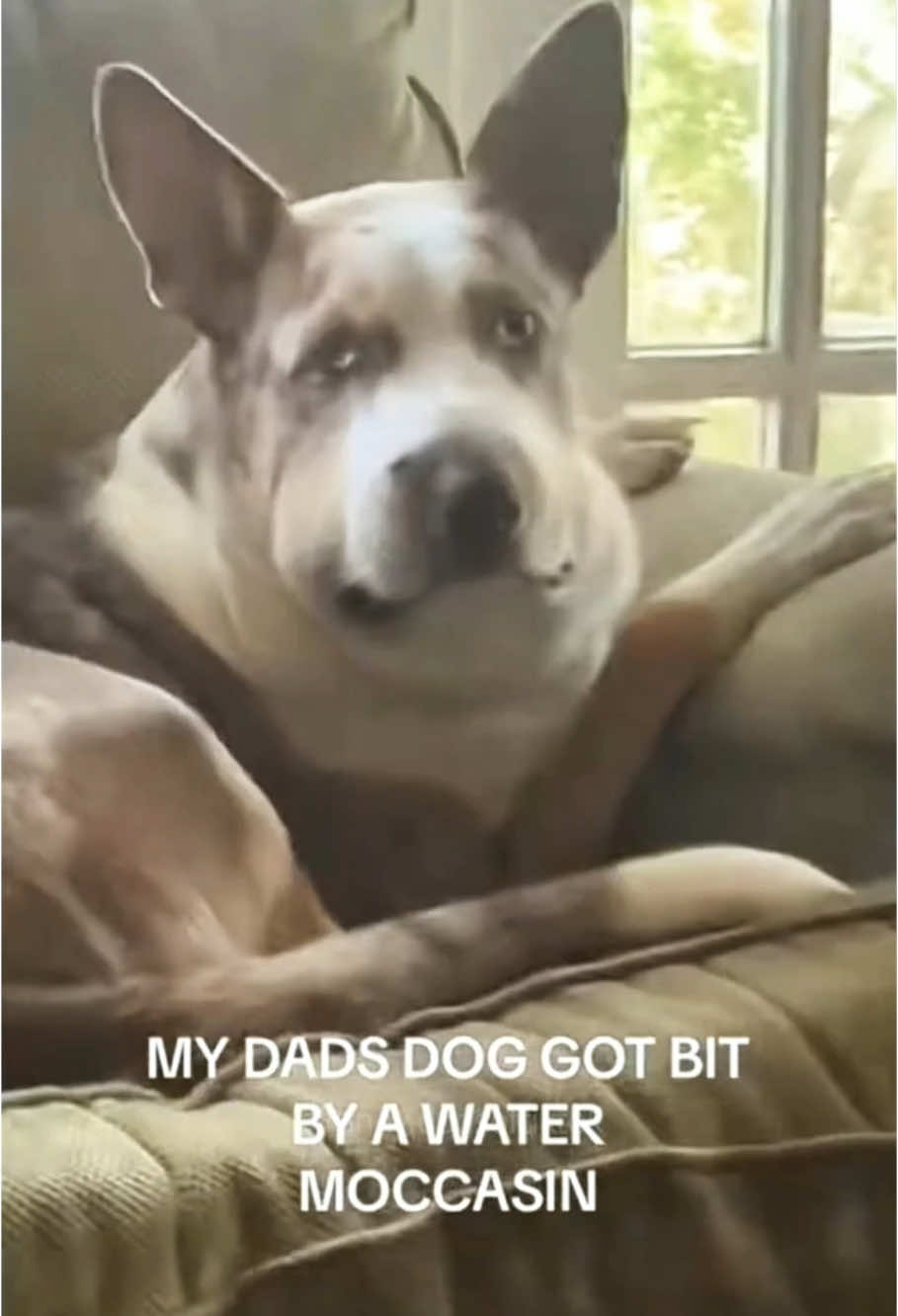 funny dogs Comp 🤣🐶 episode 417 #funny #pet #animals #funnyanimals #fyp #foryou #dog #dogsoftiktok #funnyvideos #🤣🤣🤣 #funnydog 