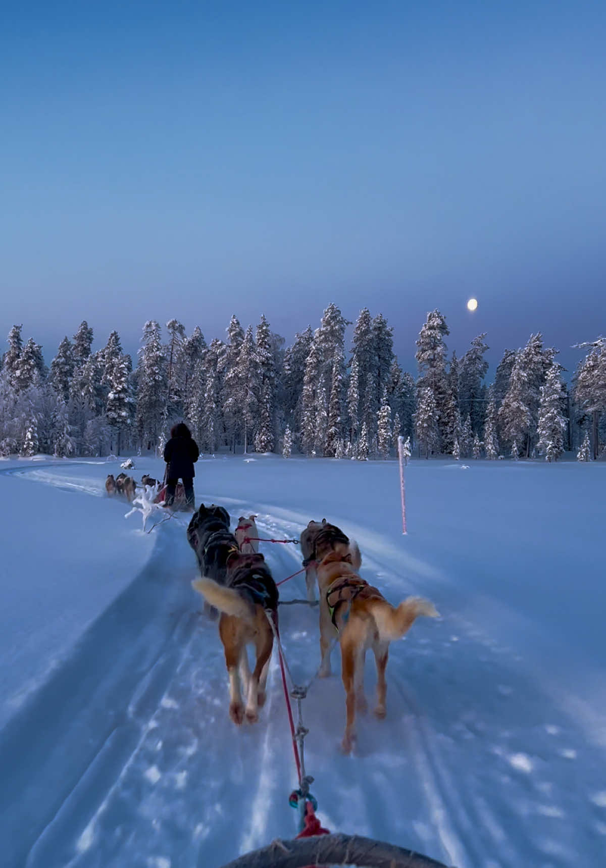 Lapland, Huskys Sledding Ride ❄️🐕🛷⛄️❄️ #finland #winter #snow #lapland #northpole #magic #night #moon #sky #husky #dogs #sled #ride #nature #travel #holiday 