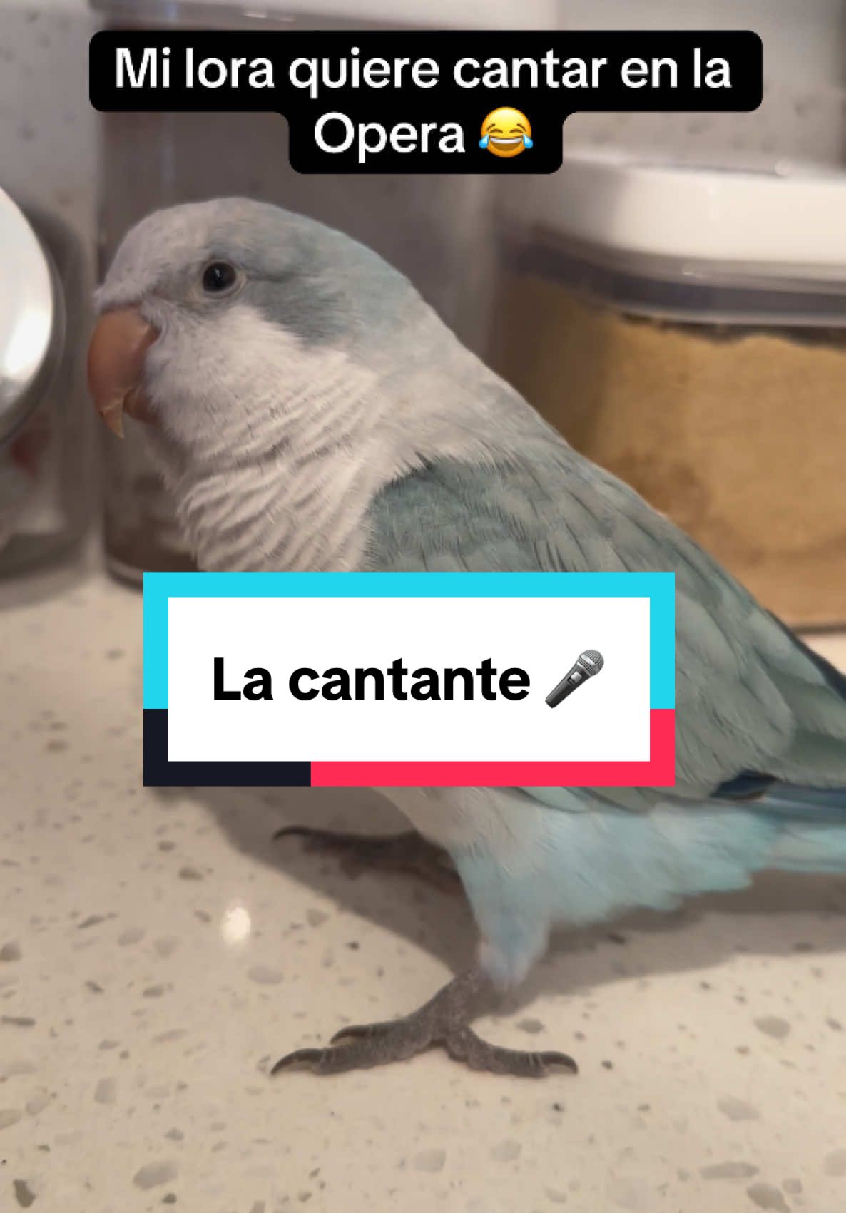 Qué ustedes creen tiene futuro en la opera ?😂#lahumanaypolly #fyp #viral #birdlife #birdmom #tiktokbird #tiktok #cotorrita #parati #polly #dominicanbird #talkingbird 