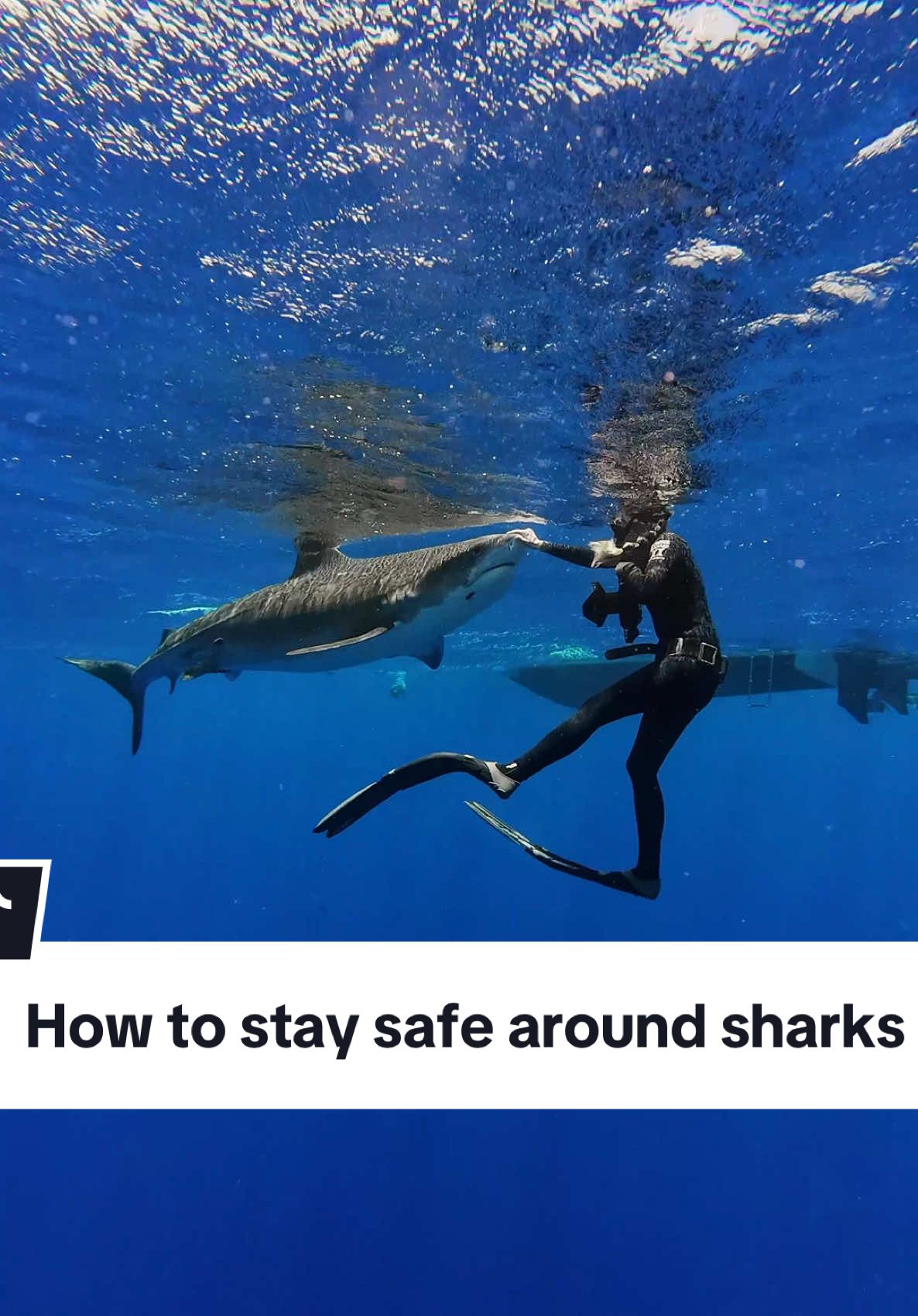 Most of the time sharks want nothing to do with humans but if one decides to get a closer look at you make sure not to panic or splash, maintain eye contact with the shark, put something between you & the shark, redirect it with your hand if it keeps coming. Please only shark dive with trained professionals. 🦈💙🤙🏼 #tigershark #sharkdiving #sharkdiver #swimwithsharks #ocean 