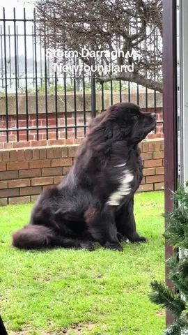 Storm Darragh vs. Newfoundland Dog, his favourite type of weather 🌪️☁️ he’d happily sit out in it all day! #fyp #dogsoftiktok #newfoundland #puppylove #foryoupage 