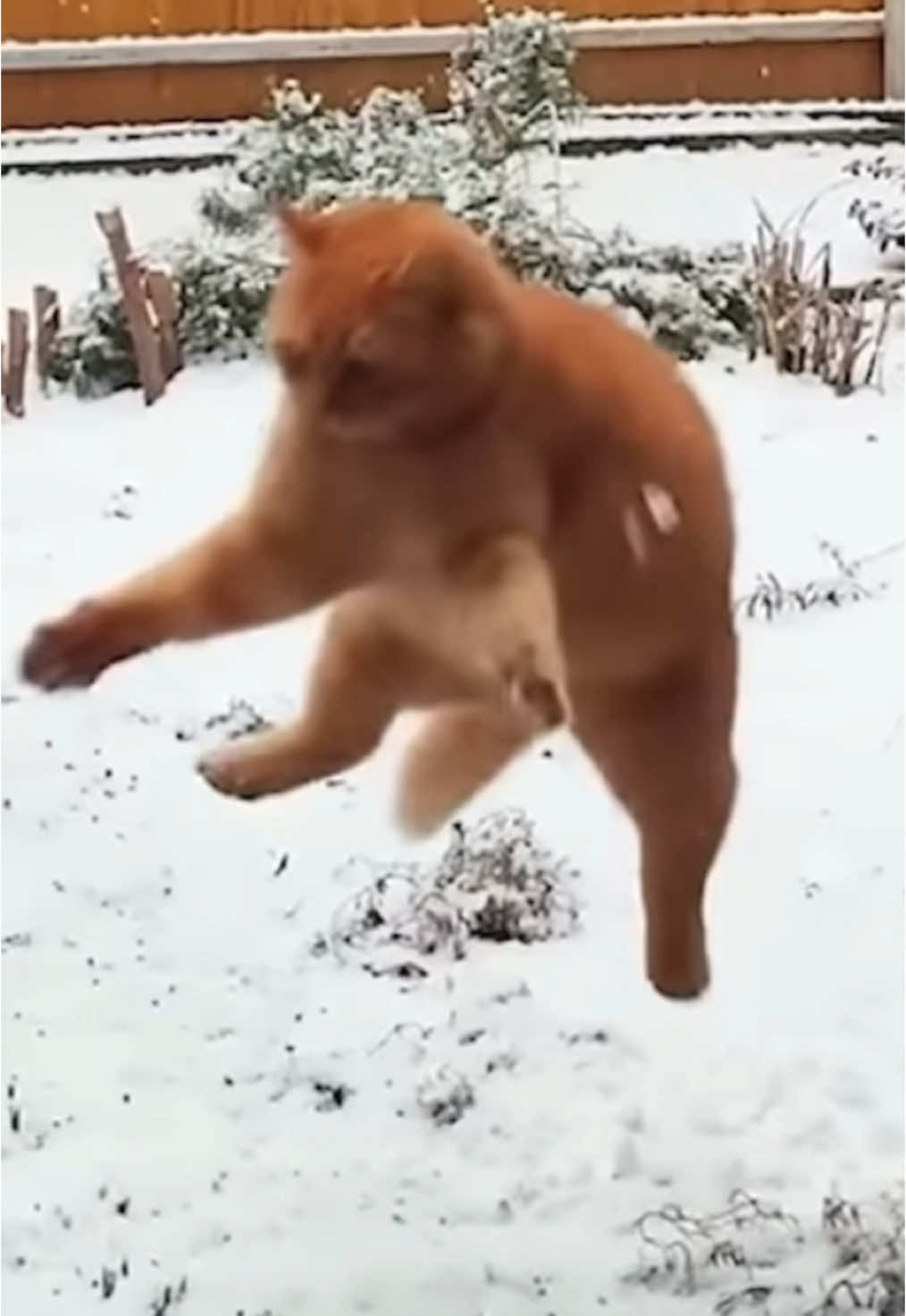 Funny cats in the snow. It’s catmas season! #snow #funnycats #catvideo #funnyanimals 