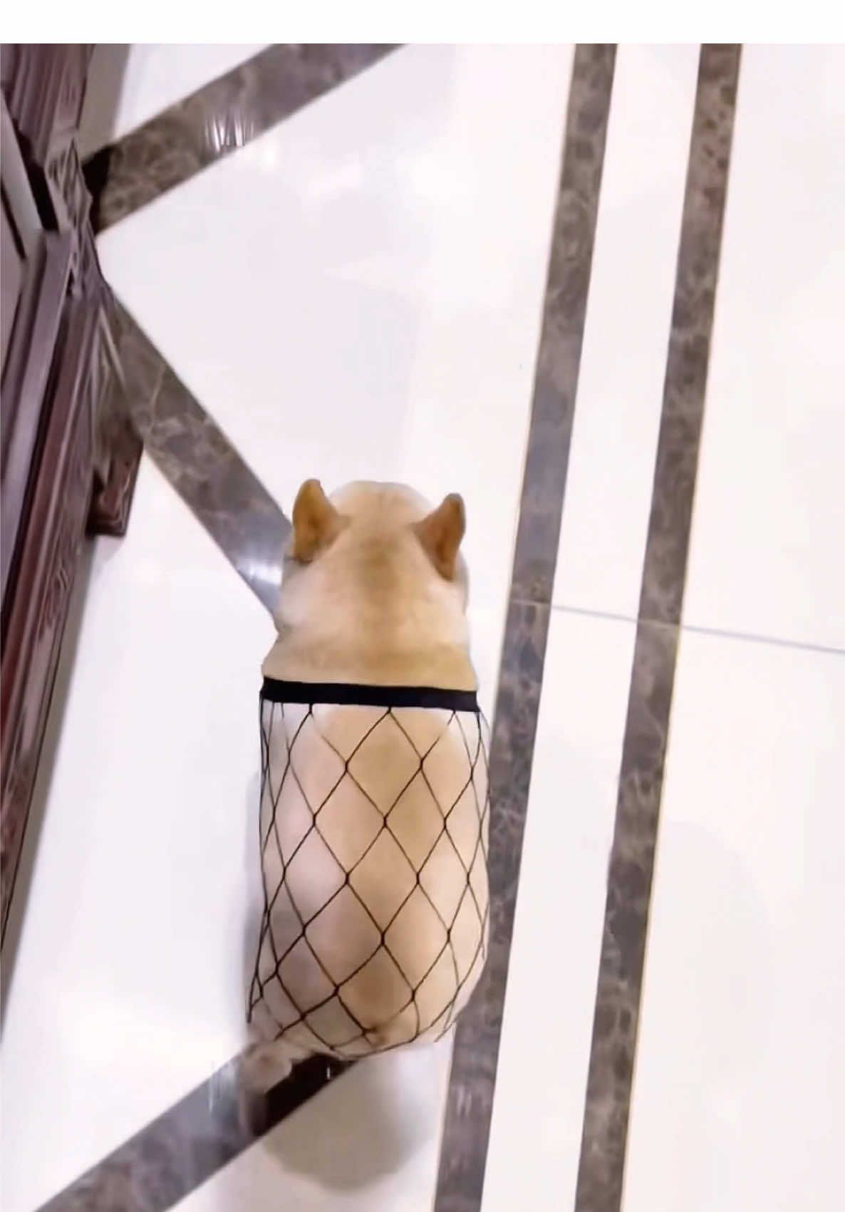 GMAIL upgrade, dynamic  #frenchbulldog #frenchie #frenchiesoftiktok #pet#dog#baby#cutepet#dogsoftiktok #foryou #foryoupage #viraltiktok #viralvideo 