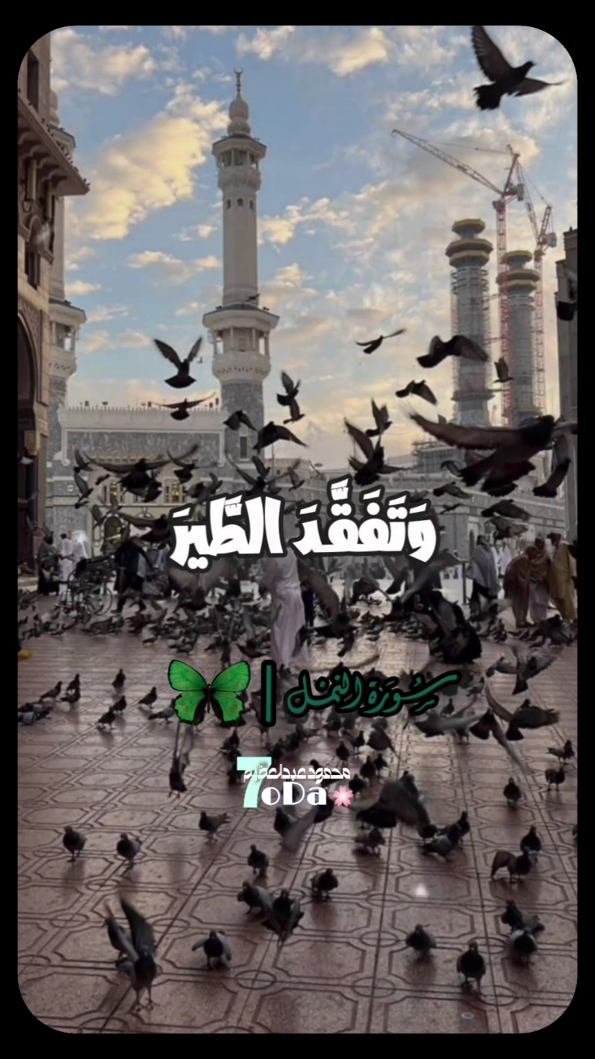 الشيخ ممدوح عامر ايه دا كله ♥️  . . . #الشيخ_ممدوح_عامر #وتفقد_الطير_فقال_ما_لي_أرى_الهدهد #سورة_النمل #قران #تلاوة_خاشعة #quran 