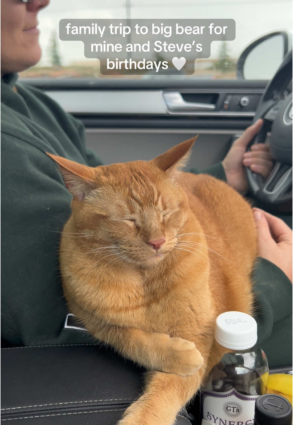 *not pictured* macaroni puking and pooping all over the car on the way up 😭 we got him some dramamine for the drive home lol #cattok #orangecatsoftiktok #catsoftiktok #orangecatbehavior #orangecat 