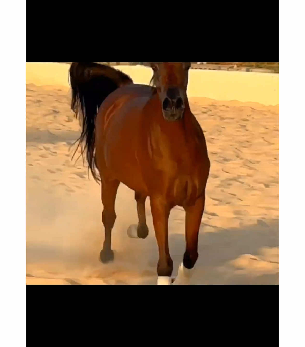 الفرس حمده اي كيو بنت مجلاد الثالث  الله يبارك فيها يارب 🐎🐎🐎🐎