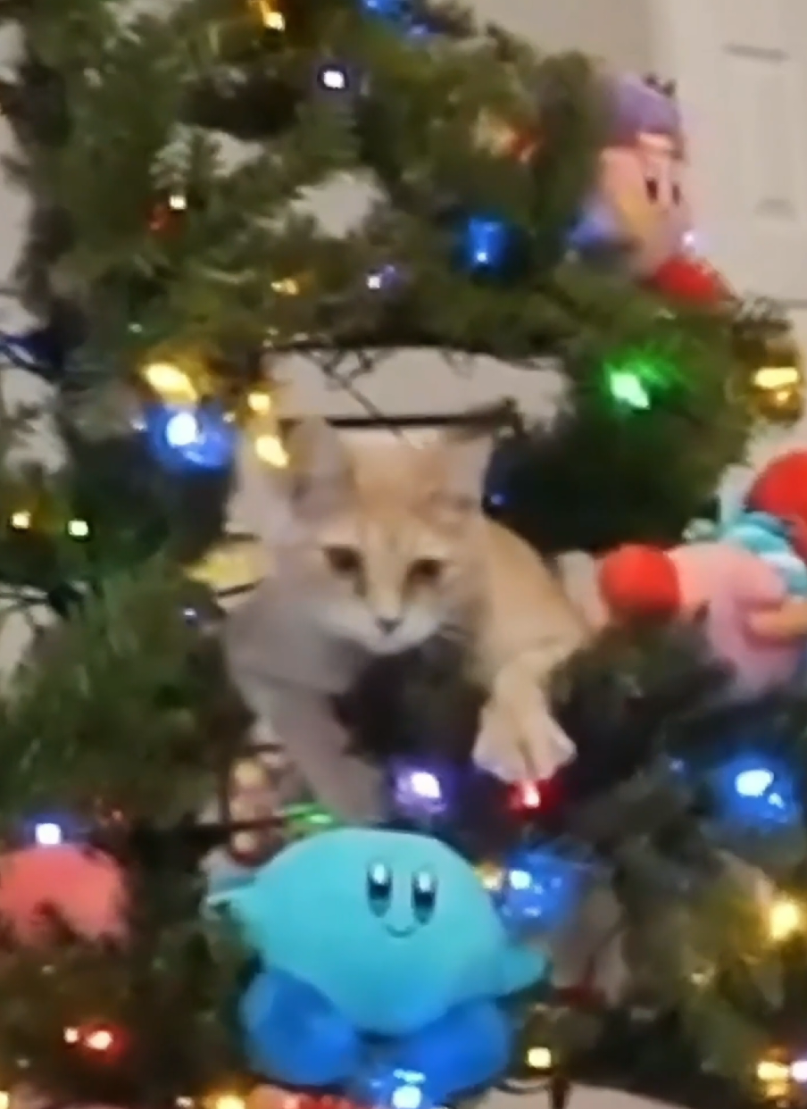 Emiru's cat wont stop climbing the christmas tree 🎄 #fyp #twitchclips #twitchfails #cat 