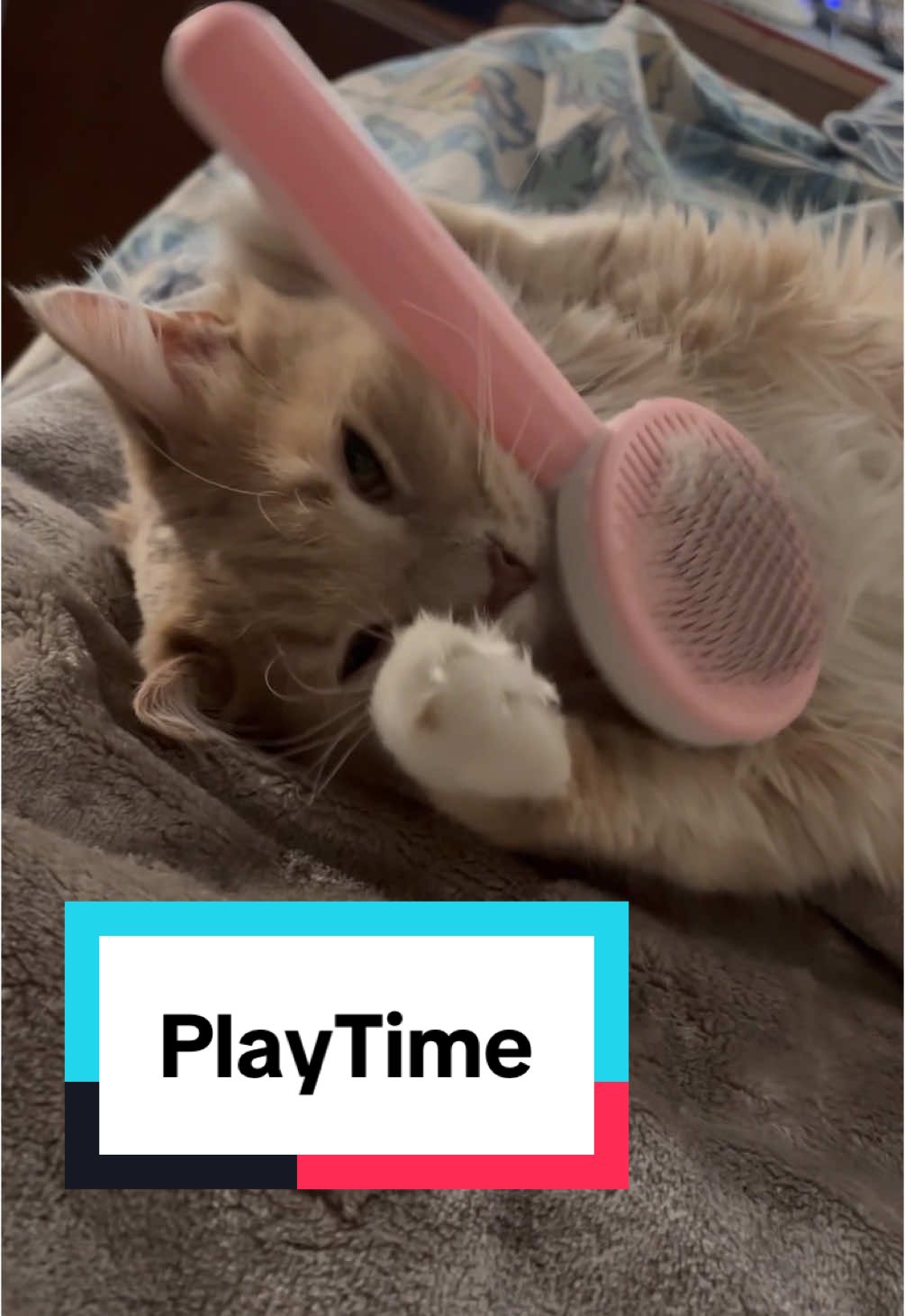 You know what time it is: PLAY TIME!! With his new fave from https://petsome.co/?ref=chowder @PETSOME.LINALIFT @Petsome.official @petsome_lovefur @petsome_bonnie @petsome🐾 #pets #pet #PetsOfTikTok #cat #cats #catsoftiktok #dog #dogs #dogsoftiktok 