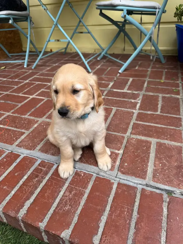 He is our best friend and we can’t imagine life without him. 😭🥹 He was such a small little guy and has already grown so much in a month! #bestfriend #soulmate #goldenretriever #puppiesoftiktok #goldenretrieverlife #puppylove 