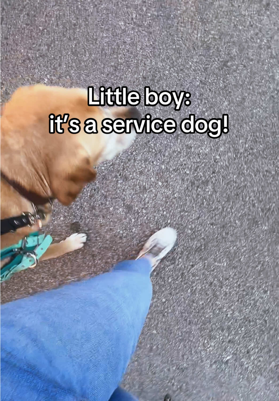 So many people can learn these words of wisdom from this little boy we came across at the shops!  Remeber always ask to pet ANY dog before just doing so❤️ #servicedog #dog #DogTraining #fyp #shorts #foryoupage #disabled #reels 